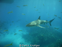 Grey Reef Shark cruising by Denis Krueger 